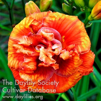 Daylily Destination Tropique